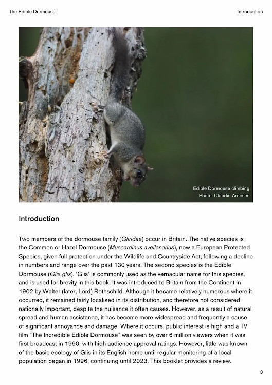 THE EDIBLE DORMOUSE (GLIS GLIS) 3