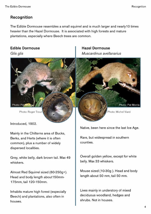 THE EDIBLE DORMOUSE (GLIS GLIS) 4