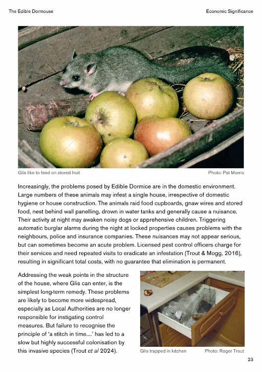 THE EDIBLE DORMOUSE (GLIS GLIS) 5