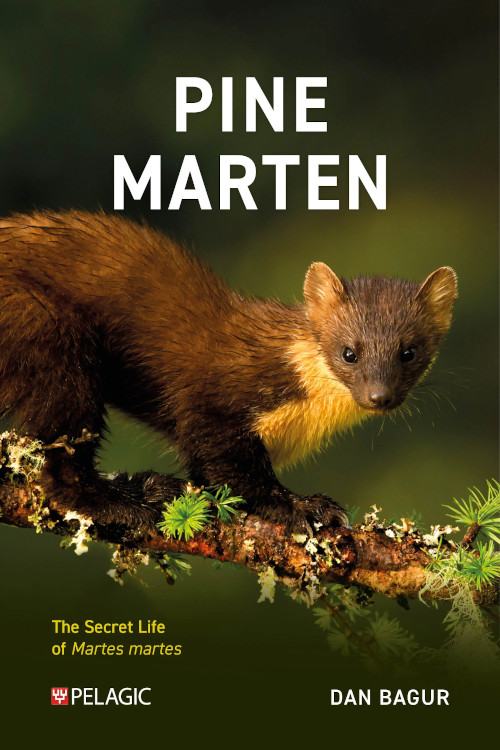 PINE MARTEN. THE SECRET LIFE OF MARTES MARTES 1
