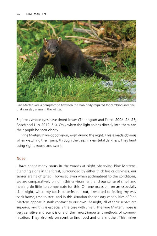 PINE MARTEN. THE SECRET LIFE OF MARTES MARTES 2