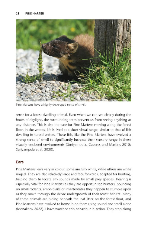 PINE MARTEN. THE SECRET LIFE OF MARTES MARTES 3