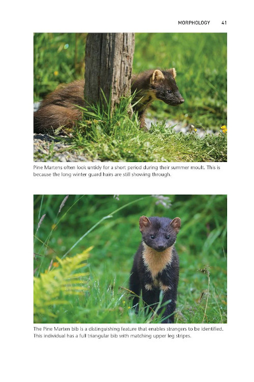 PINE MARTEN. THE SECRET LIFE OF MARTES MARTES 4