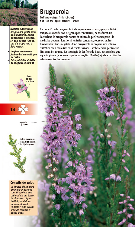PLANTES MEDICINALS. 350 ESPÈCIES D'EUROPA 4