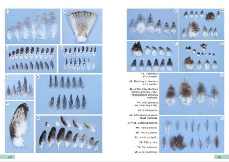 GUÍA DE IDENTIFICACIÓN DE LAS PLUMAS DE LAS RAPACES DIURNAS DE LA PENÍNSULA IBÉRICA, BALEARES Y CANARIAS 2