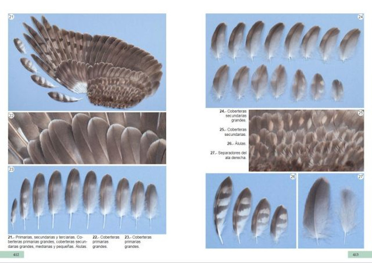 GUÍA DE IDENTIFICACIÓN DE LAS PLUMAS DE LAS RAPACES DIURNAS DE LA PENÍNSULA IBÉRICA, BALEARES Y CANARIAS 4