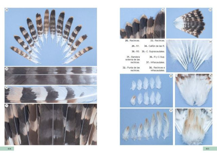 GUÍA DE IDENTIFICACIÓN DE LAS PLUMAS DE LAS RAPACES DIURNAS DE LA PENÍNSULA IBÉRICA, BALEARES Y CANARIAS 5