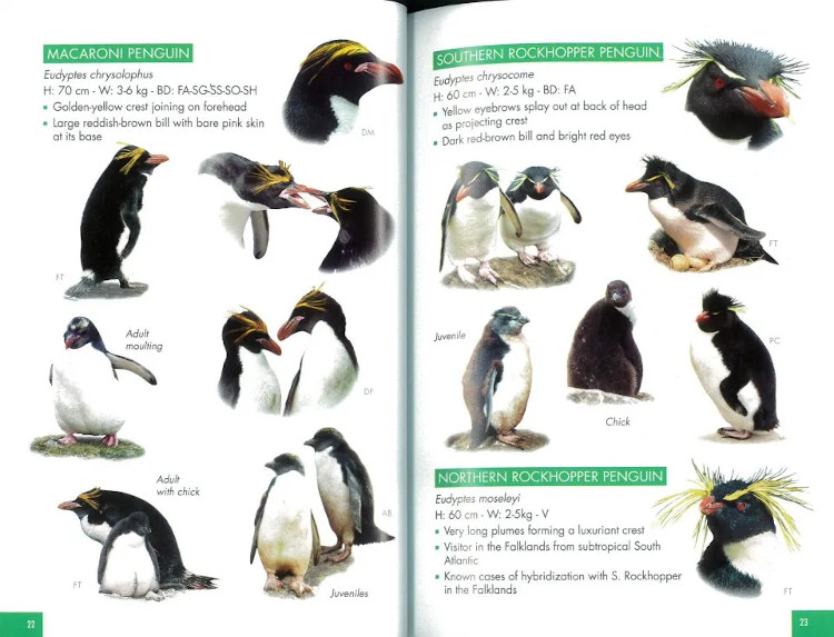 POCKET GUIDE TO BIRDS OF THE ANTARTIC PENINSULA, SOUTH GEORGIA AND THE FALKLAND ISLAND 2
