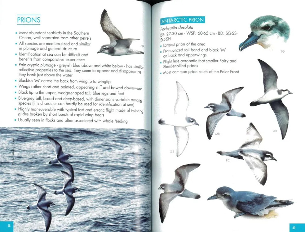 POCKET GUIDE TO BIRDS OF THE ANTARTIC PENINSULA, SOUTH GEORGIA AND THE FALKLAND ISLAND 3