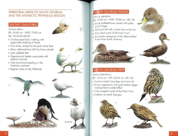 POCKET GUIDE TO BIRDS OF THE ANTARTIC PENINSULA, SOUTH GEORGIA AND THE FALKLAND ISLAND 4