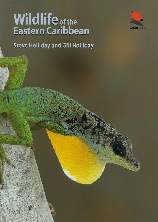 WILDLIFE OF THE EASTERN CARIBBEAN