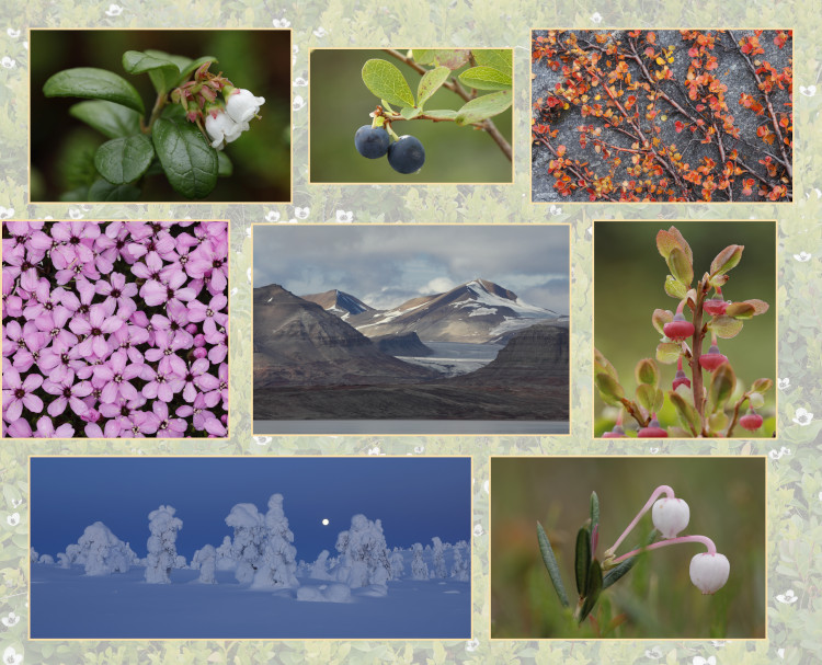 RUMBO ÁRTICO. FOTOGRAFIANDO LA NATURALEZA EN EL CÍRCULO POLAR 6