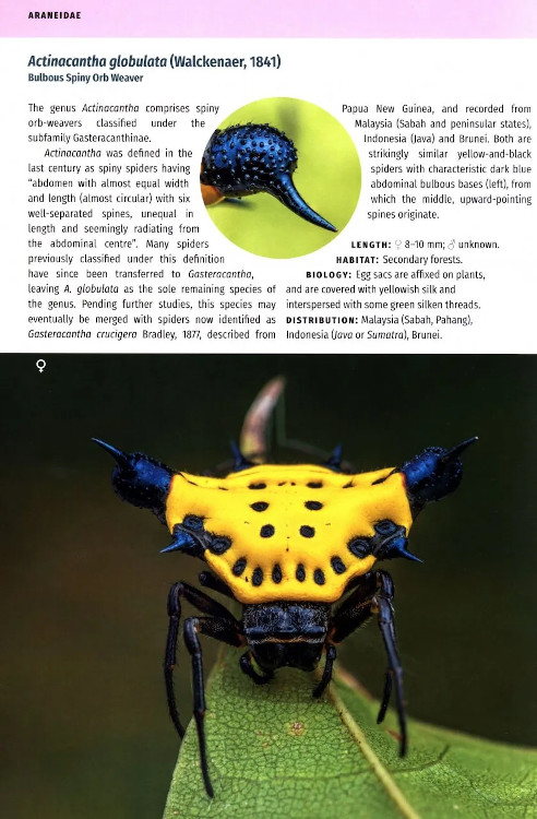 BORNEO SPIDERS. A PHOTOGRAPHIC FIELD GUIDE 2