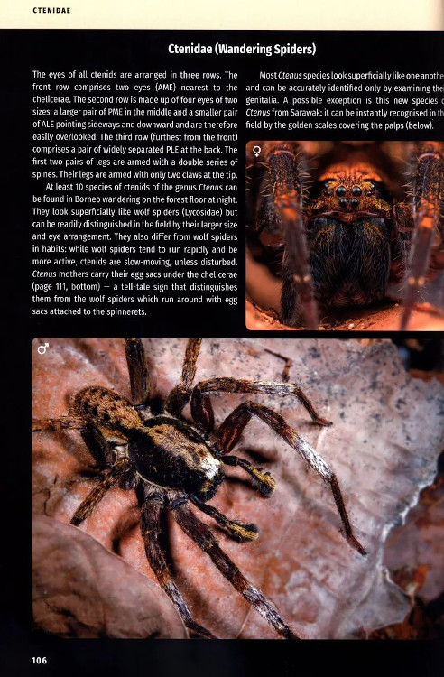 BORNEO SPIDERS. A PHOTOGRAPHIC FIELD GUIDE 3