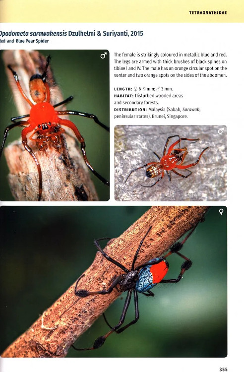 BORNEO SPIDERS. A PHOTOGRAPHIC FIELD GUIDE 4
