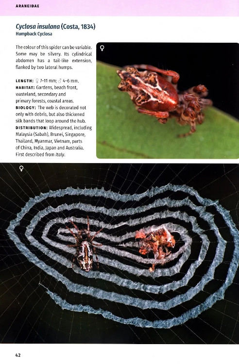 BORNEO SPIDERS. A PHOTOGRAPHIC FIELD GUIDE 5