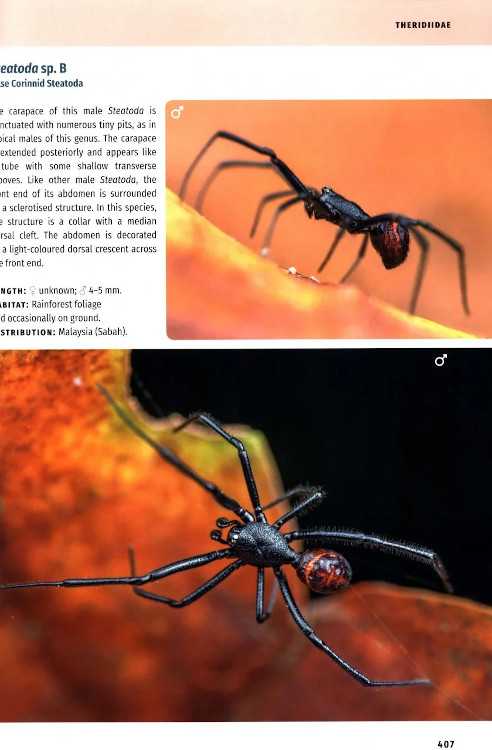 BORNEO SPIDERS. A PHOTOGRAPHIC FIELD GUIDE 6
