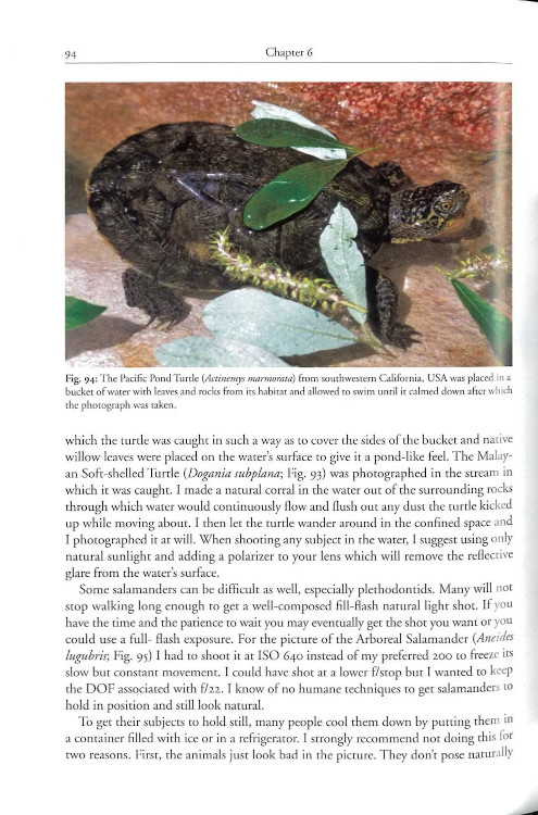 TECHNIQUES FOR PHOTOGRAPHING REPTILES AND AMPHIBIANS IN THE FIELD. HOW TO TELL BETTER STORIES 4