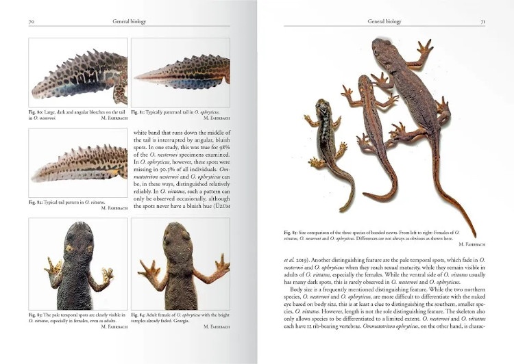 THE GENUS OMMATOTRITON 2