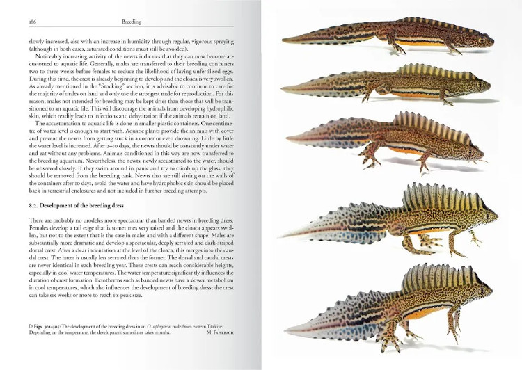 THE GENUS OMMATOTRITON 4