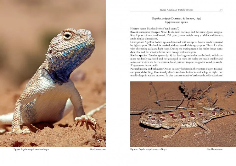 FIELD GUIDE TO THE AMPHIBIANS AND REPTILES OF ISRAEL 3