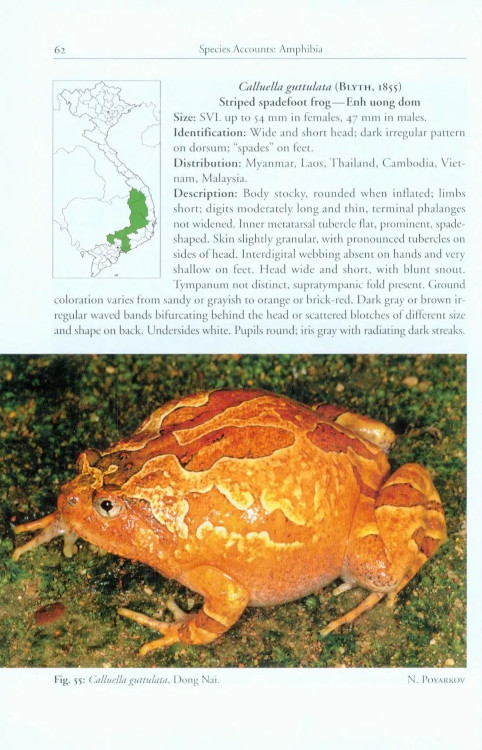 A PHOTOGRAPHIC FIELD GUIDE TO THE AMPHIBIANS AND REPTILES OF THE LOWLAND MONSOON FORESTS OF SOUTHERN VIETNAM 2