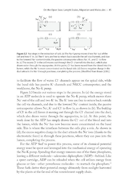 THE PHYSICS OF BIRDS AND BIRDING: THE SOUNDS, COLORS AND MOVEMENTS OF BIRDDS, AND OUR TOOLS FOR WATCHING THEM 3