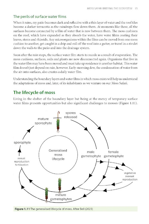 MOSS SAFARI: EXPLORING THE SECRET LIFE IN MOSS 2