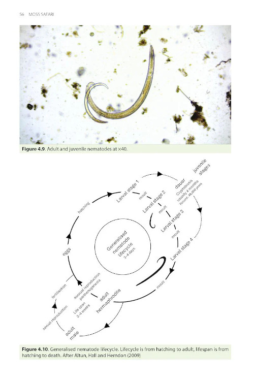 MOSS SAFARI: EXPLORING THE SECRET LIFE IN MOSS 5