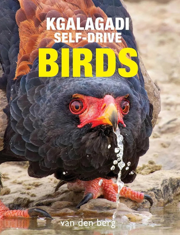 KGALAGADI SELF-DRIVE BIRDS