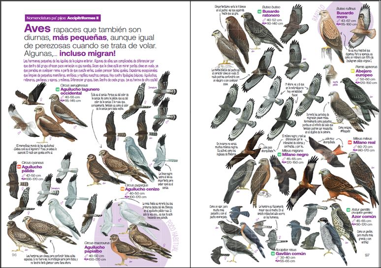 GUÍA DE LAS AVES DESESPERANTES DE ESPAÑA 3
