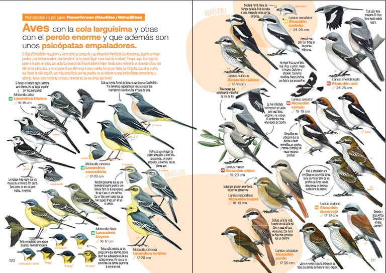 GUÍA DE LAS AVES DESESPERANTES DE ESPAÑA 4