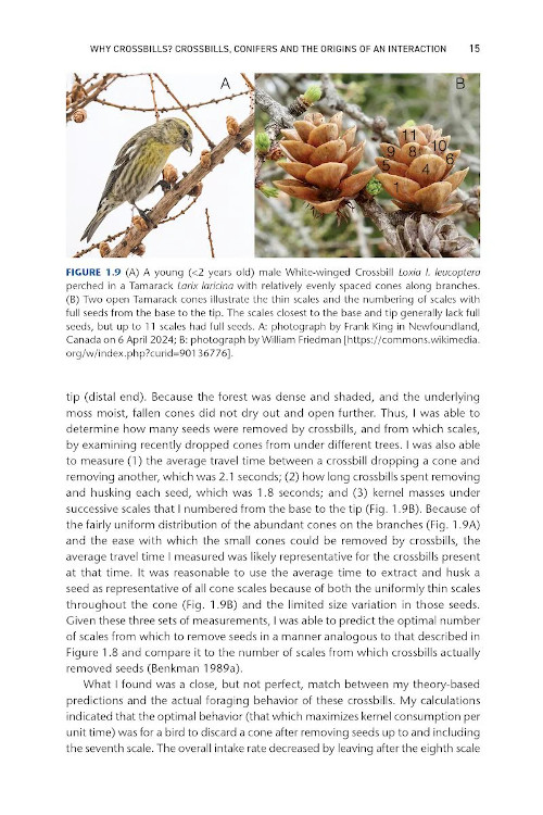 CROSSBILLS & CONIFERS. ONE MILLION YEARS OF ADAPTATION AND COEVOLUTION 2