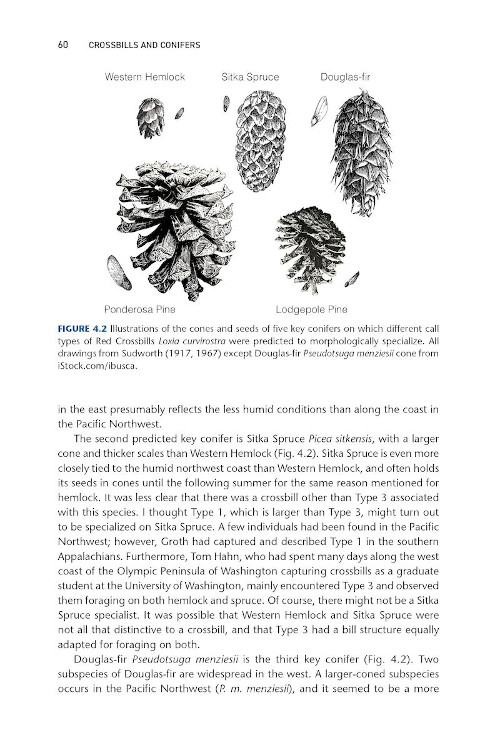 CROSSBILLS & CONIFERS. ONE MILLION YEARS OF ADAPTATION AND COEVOLUTION 4