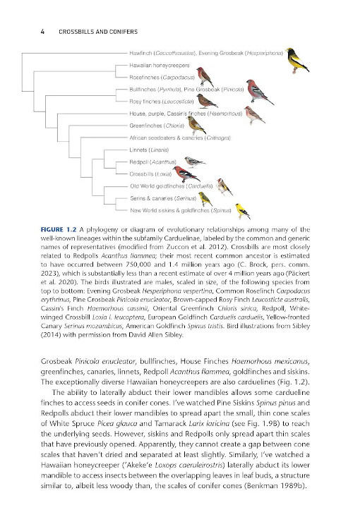 CROSSBILLS & CONIFERS. ONE MILLION YEARS OF ADAPTATION AND COEVOLUTION 6