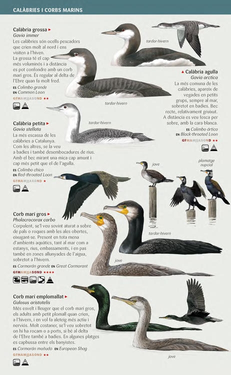 OCELLS AQUÀTICS NEDADORS, RÀL·LIDS, GAVINES I XATRACS DE LES ZONES HUMIDES DE CATALUNYA. MINIGUIA DE CAMP 2