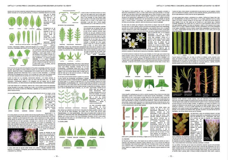 PLANTAS SILVESTRES DE ESPAÑA PENINSULAR. GUÍA FOTOGRÁFICA Y CLAVES PARA SU IDENTIFICACIÓN 2