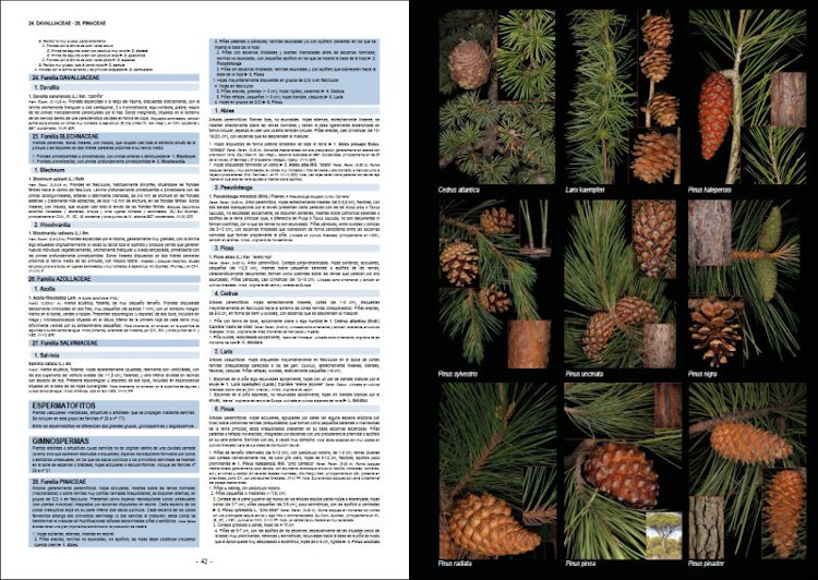 PLANTAS SILVESTRES DE ESPAÑA PENINSULAR. GUÍA FOTOGRÁFICA Y CLAVES PARA SU IDENTIFICACIÓN 4
