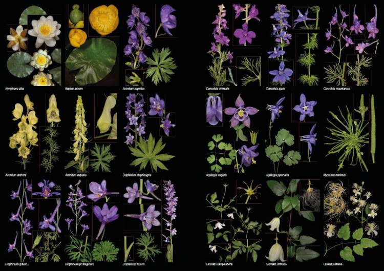 PLANTAS SILVESTRES DE ESPAÑA PENINSULAR. GUÍA FOTOGRÁFICA Y CLAVES PARA SU IDENTIFICACIÓN 5