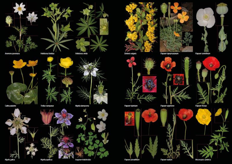 PLANTAS SILVESTRES DE ESPAÑA PENINSULAR. GUÍA FOTOGRÁFICA Y CLAVES PARA SU IDENTIFICACIÓN 6
