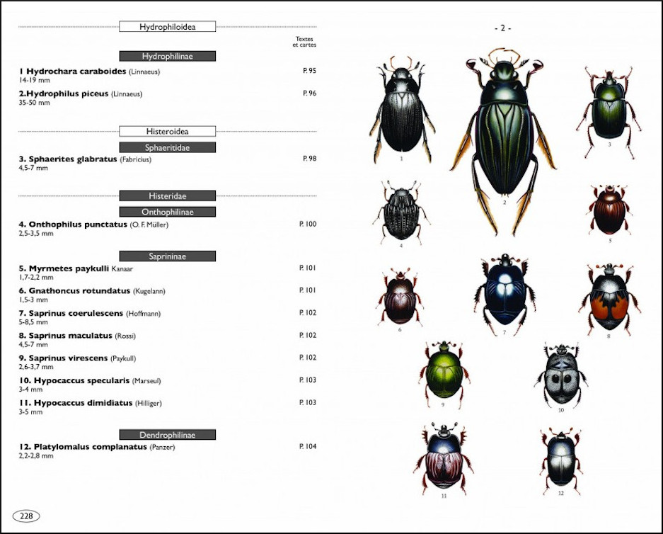 COLÉOPTÈRES D\'EUROPE SCARABÉES, HANNETONS, STAPHYLINS. HYDROPHILES VOL. 2 POLYPHAGA 2