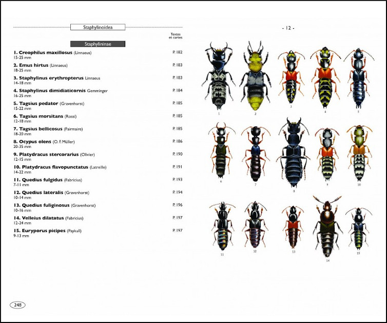 COLÉOPTÈRES D\'EUROPE SCARABÉES, HANNETONS, STAPHYLINS. HYDROPHILES VOL. 2 POLYPHAGA 4