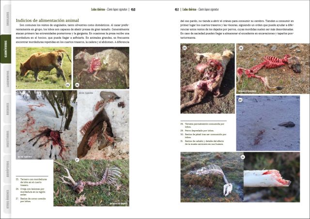 GUÍA VISUAL DE HUELLAS Y RASTROS DE LA FAUNA DE ESPAÑA Y RESTO DE EUROPA 5