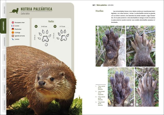 GUÍA VISUAL DE HUELLAS Y RASTROS DE LA FAUNA DE ESPAÑA Y RESTO DE EUROPA 6