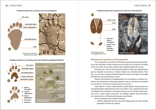 GUÍA VISUAL DE HUELLAS Y RASTROS DE LA FAUNA DE ESPAÑA Y RESTO DE EUROPA 7