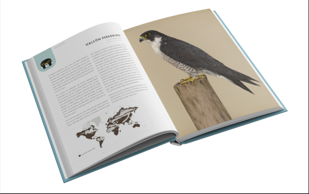 RAPACES QUE VUELAN EN EL DÍA Y EN LA NOCHE 2