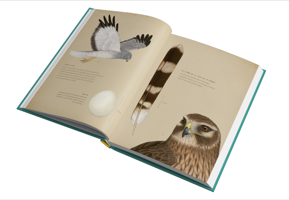 RAPACES QUE VUELAN EN EL DÍA Y EN LA NOCHE 3