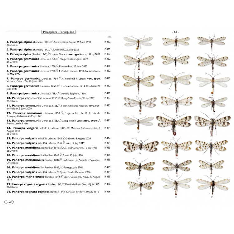 NEUROPTEROIDS OF EUROPE, NEUROPTERA, TRICHOPTERA, PLECOPTERA, MECOPTERA, MEGALOPTERA AND RAPHIDIOPTERA 4