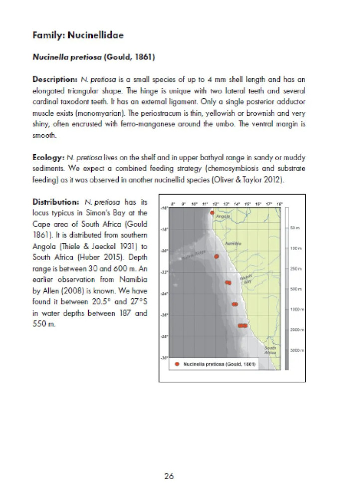 MARINE BIVALVES OF NAMIBIA 2