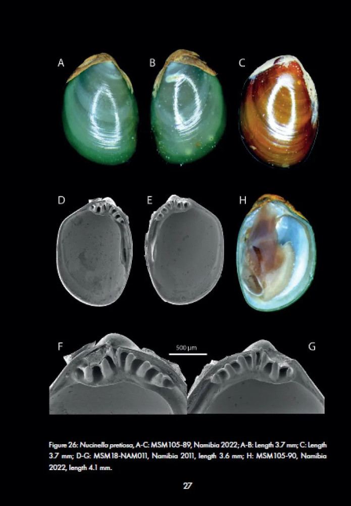 MARINE BIVALVES OF NAMIBIA 3